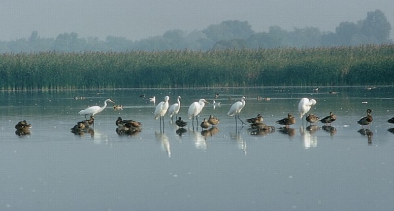 Hungary Lake Fehér